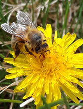 Load image into Gallery viewer, Dandelion &amp; Sweet Grass Honey Soap - Dandelion and Honey with Apricot, Olive &amp; Argan Oils
